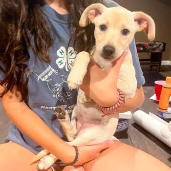 Sister aka Lucy -  Labrador Retriever and Chihuahua Dog for Adoption in Griswold, Connecticut - Sister Aka Lucy | PetCurious