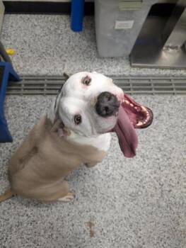 Mixed Breed Dogs Available for Adoption in West Chester, Pennsylvania - Zeus FKA Berkley | PetCurious