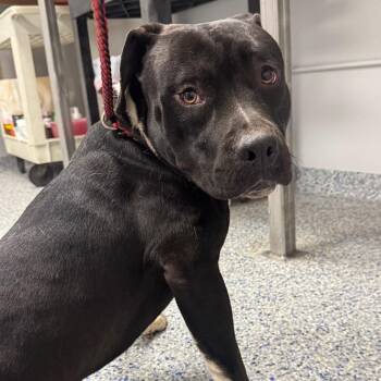 Fudge Ripple -  American Staffordshire Terrier Dog for Adoption in Greenville, South Carolina - Fudge Ripple | PetCurious
