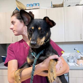 Milagios -  Mixed Breed Dog for Adoption in Englewood, Florida - Milagios | PetCurious