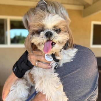 Ruby Rose -  Shih Tzu Dog for Adoption in Ramona, California - Ruby Rose | PetCurious
