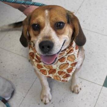 Winnie -  Beagle Dog for Adoption in Birmingham, Alabama - Winnie | PetCurious