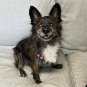 Tilly -  Dachshund and Spaniel Dog for Adoption in Brownsboro, Alabama - Tilly | PetCurious