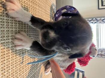 Apollo -  Chihuahua and Neapolitan Mastiff Dog for Adoption in Severance, Colorado - Apollo | PetCurious