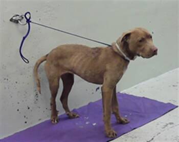 Staffordshire Bull Terrier and Mixed Breed Dogs Available for Adoption in Houston, Texas - A2072197 | PetCurious