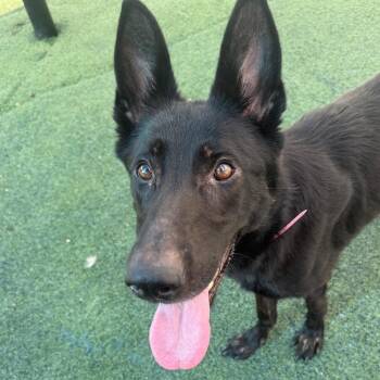 Maine -  Mixed Breed Dog for Adoption in Memphis, Tennessee - Maine | PetCurious