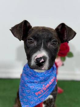Whippet and Mountain Cur Dogs Available for Adoption - Ferb | PetCurious