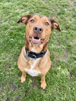 Mixed Breed Dogs Available for Adoption - Marla | PetCurious