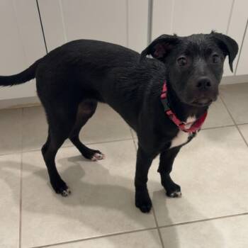 Hound and Mixed Breed Dogs Available for Adoption in Bradenton, Florida - Daphne | PetCurious