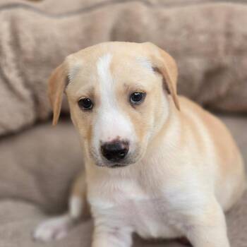 Winston TW -  Labrador Retriever Dog for Adoption in Austin, Texas - Winston TW | PetCurious