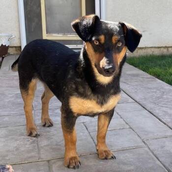 Lily -  Dachshund Dog for Adoption in Idaho Falls, Idaho - Lily | PetCurious