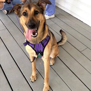 Nini -  German Shepherd Dog and Mixed Breed Dog for Adoption in San Antonio, Texas - Nini | PetCurious