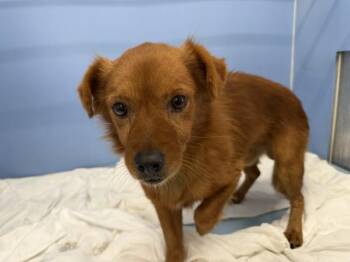 AUGUST JAMES -  Terrier and Mixed Breed Dog for Adoption in San Bernardino, California - AUGUST JAMES | PetCurious