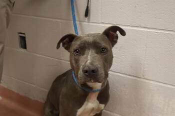 Rescue Mixed Breed Dogs for Adoption in Columbia, South Carolina - STONE | PetCurious