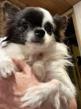 Clyde -  Chihuahua Dog for Adoption in Manchester, Tennessee - Clyde | PetCurious