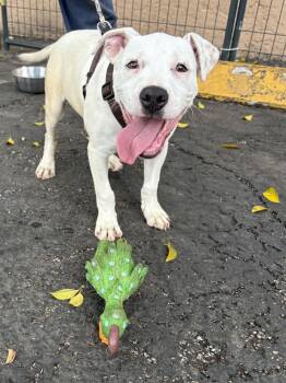 American Bulldog Dogs Available for Adoption - Loki | PetCurious