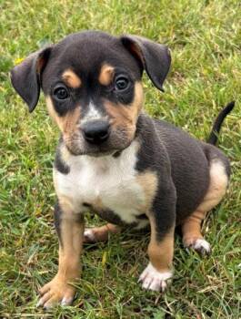 Apple Jacks -  Labrador Retriever and Pit Bull Terrier Dog for Adoption in Baraboo, Wisconsin - Apple Jacks | PetCurious