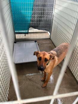 Max -  German Shepherd Dog Dog for Adoption in Newman, California - Max | PetCurious