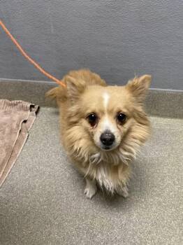 Pomeranian and Mixed Breed Dogs Available for Adoption in Las Vegas, Nevada - CARAMEL | PetCurious