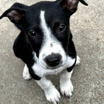 Moe S -  Mixed Breed Dog for Adoption in Santa Fe, Texas - Moe S | PetCurious