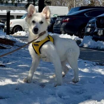 Great Pyrenees Dogs Available for Adoption - Princess Sparklepaws | PetCurious