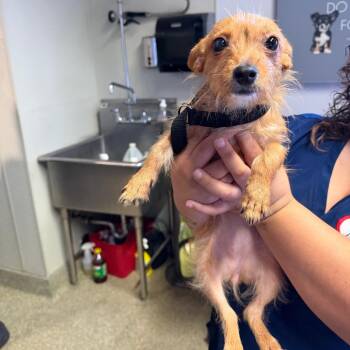 IVHS-Stray-141794 -  Terrier Dog for Adoption in San Gabriel, California - IVHS-Stray-141794 | PetCurious