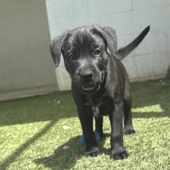 TYRA 3121 -  Labrador Retriever and Mixed Breed Dog for Adoption in Loxahatchee Groves, Florida - TYRA 3121 | PetCurious