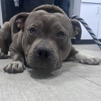 Pit Bull Terrier Dogs Available for Adoption in Newark, New Jersey - Sergeant | PetCurious