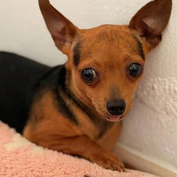 Peanut -  Chihuahua Dog for Adoption in Pleasant Valley, New York - Peanut | PetCurious
