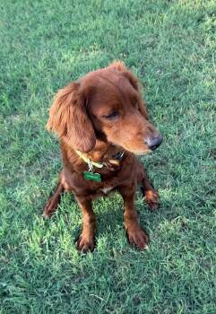 Annie -  Irish Setter Dog Available for Adoption in Coppell, Texas - Annie | PetCurious
