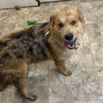 Honey Bun -  Collie Dog for Adoption in Pilot Point, Texas - Honey Bun | PetCurious
