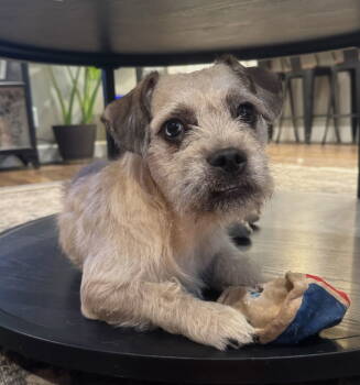 Rescue Border Terrier Dogs for Adoption in Palo Alto, California - Pandora | PetCurious