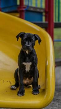 Juicebox -  Pit Bull Terrier and Mixed Breed Dog for Adoption in Bellevue, Washington - Juicebox | PetCurious
