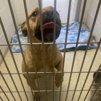 Mixed Breed Dogs Available for Adoption - Nyla | PetCurious