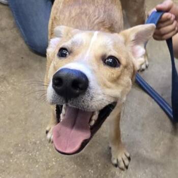EARL OF PUPPYDOM -  Mixed Breed Dog for Adoption in Fernandina Beach, Florida - EARL OF PUPPYDOM | PetCurious