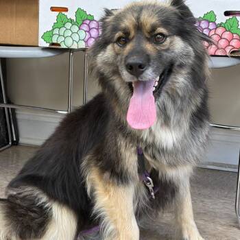 Bear -  Shepherd and Mixed Breed Dog for Adoption in Rossville, Georgia - Bear | PetCurious