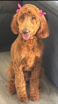 Standard Poodle Dogs Available for Adoption in Moreno Valley, California - Bella  | PetCurious