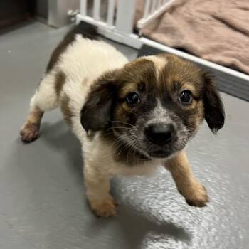 Daisy Dove -  Border Collie and Cattle Dog Dog for Adoption in Austin, Texas - Daisy Dove | PetCurious