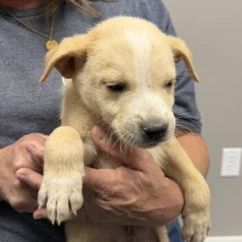 Mixed Breed Dogs Available for Adoption in Midland, Texas - Aston | PetCurious