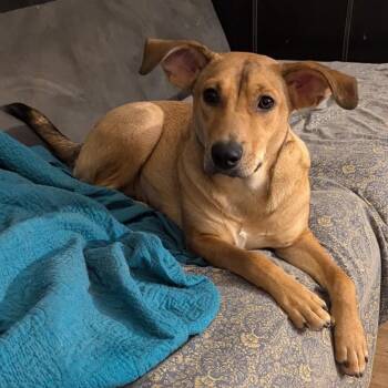Penny -  Labrador Retriever and Doberman Pinscher Dog for Adoption in Corpus Christi, Texas - Penny | PetCurious