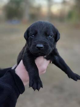 Terrier Dogs Available for Adoption - Zeus 26D-051 | PetCurious