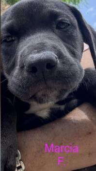 Rescue Labrador Retriever Dogs for Adoption in Parma, Ohio - Marcia | PetCurious