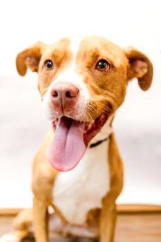 Rescue Terrier Dogs for Adoption in Conway, Arkansas - Gypsy | PetCurious