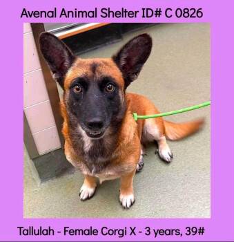 Tallulah -  Corgi and German Shepherd Dog Dog for Adoption in Santa Clara, California - Tallulah | PetCurious