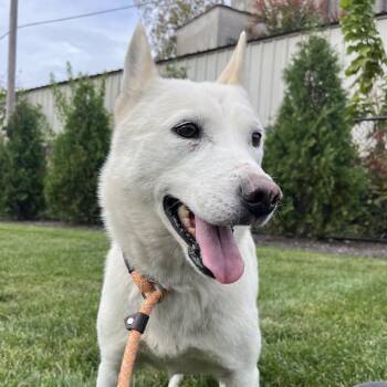Lenore -  Husky Dog for Adoption in Fort Wayne, Indiana - Lenore | PetCurious