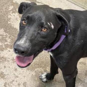 Carlos -  Black Labrador Retriever Dog for Adoption in Green Valley, Arizona - Carlos | PetCurious