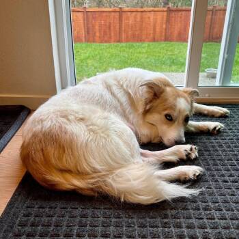Sundae -  Australian Shepherd and Great Pyrenees Dog Available for Adoption in Woodinville, Washington - Sundae | PetCurious