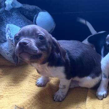 Dachshund and Chihuahua Dogs Available for Adoption in Peconic, New York - Home Depot | PetCurious