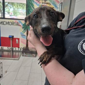 Stubbs -  Dachshund Dog for Adoption in Lufkin, Texas - Stubbs | PetCurious