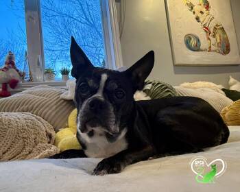 Boston Terrier Dogs Available for Adoption - Charlotte | PetCurious